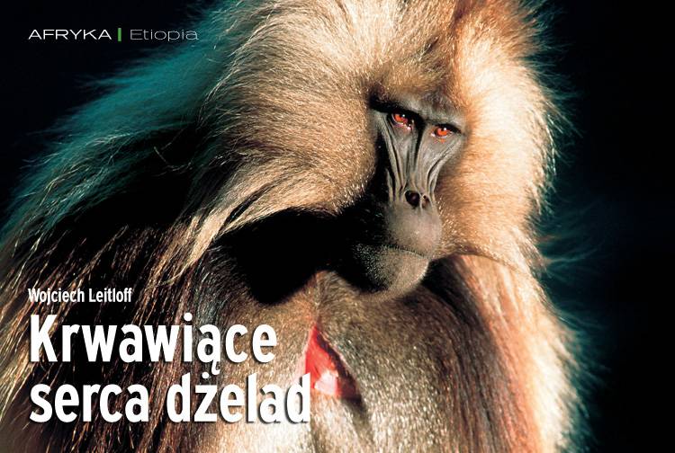 Losowy darmowy artykuł